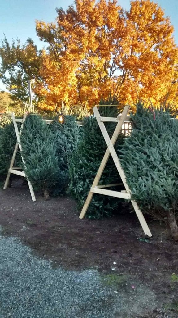 Holiday Trees and Wreaths At The Garden Center