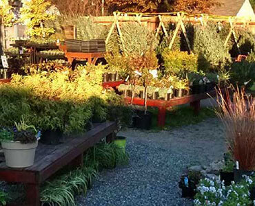 Holiday Trees and Wreaths At The Garden Center