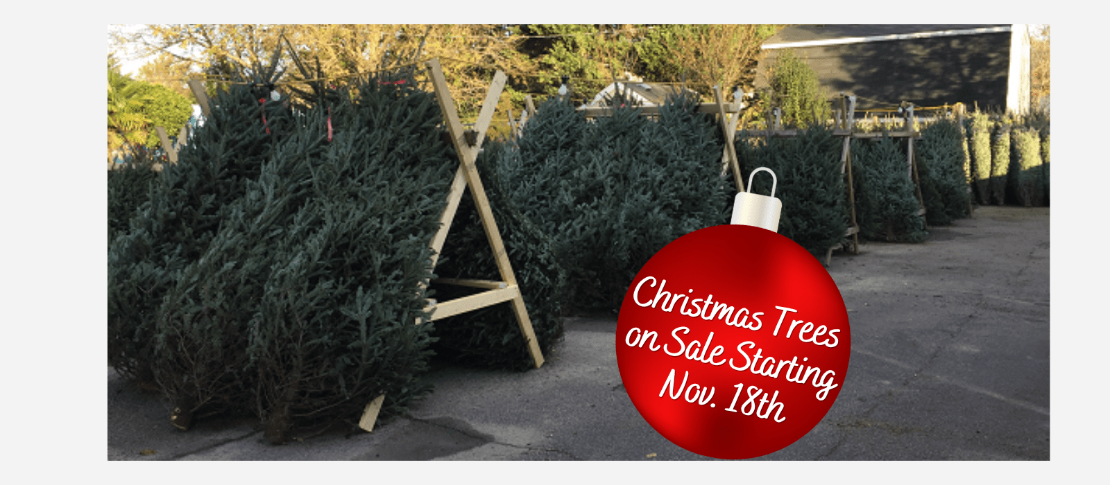 Christmas Trees on Sale Starting Nov. 18th